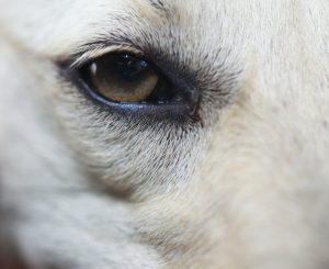 white short coated dogs eye